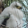 Grey Goshawk chick at Cairns Pioneer Cemetery. Looks like the bird had a big breakfast<br />Kowa TSN4 + Sony DSC N2